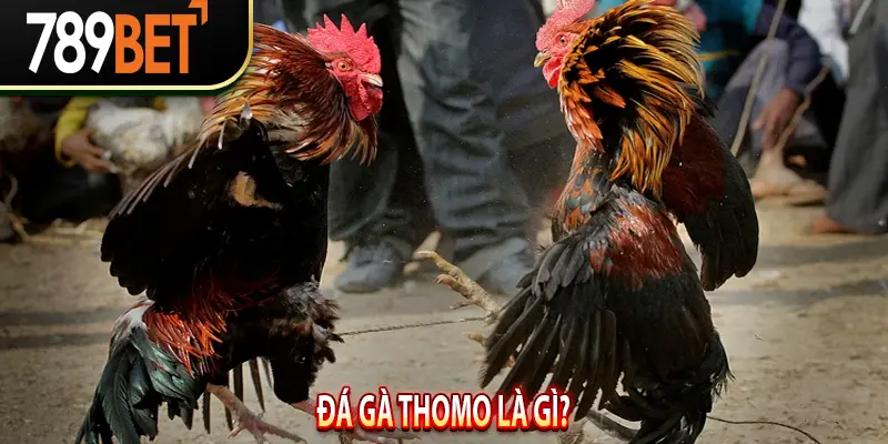 Đá Gà Thomo là gì?