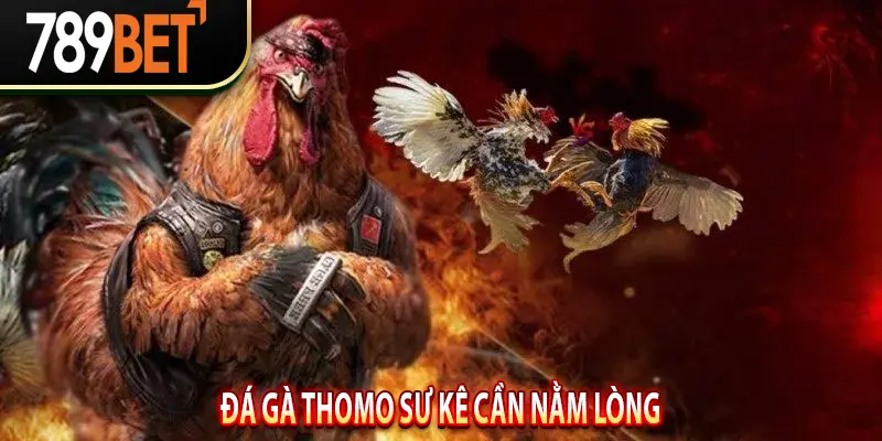 Đá Gà Thomo sư kê cần nằm lòng